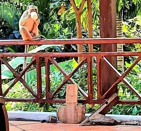 Jungle House Kep Apartman Kültér fotó